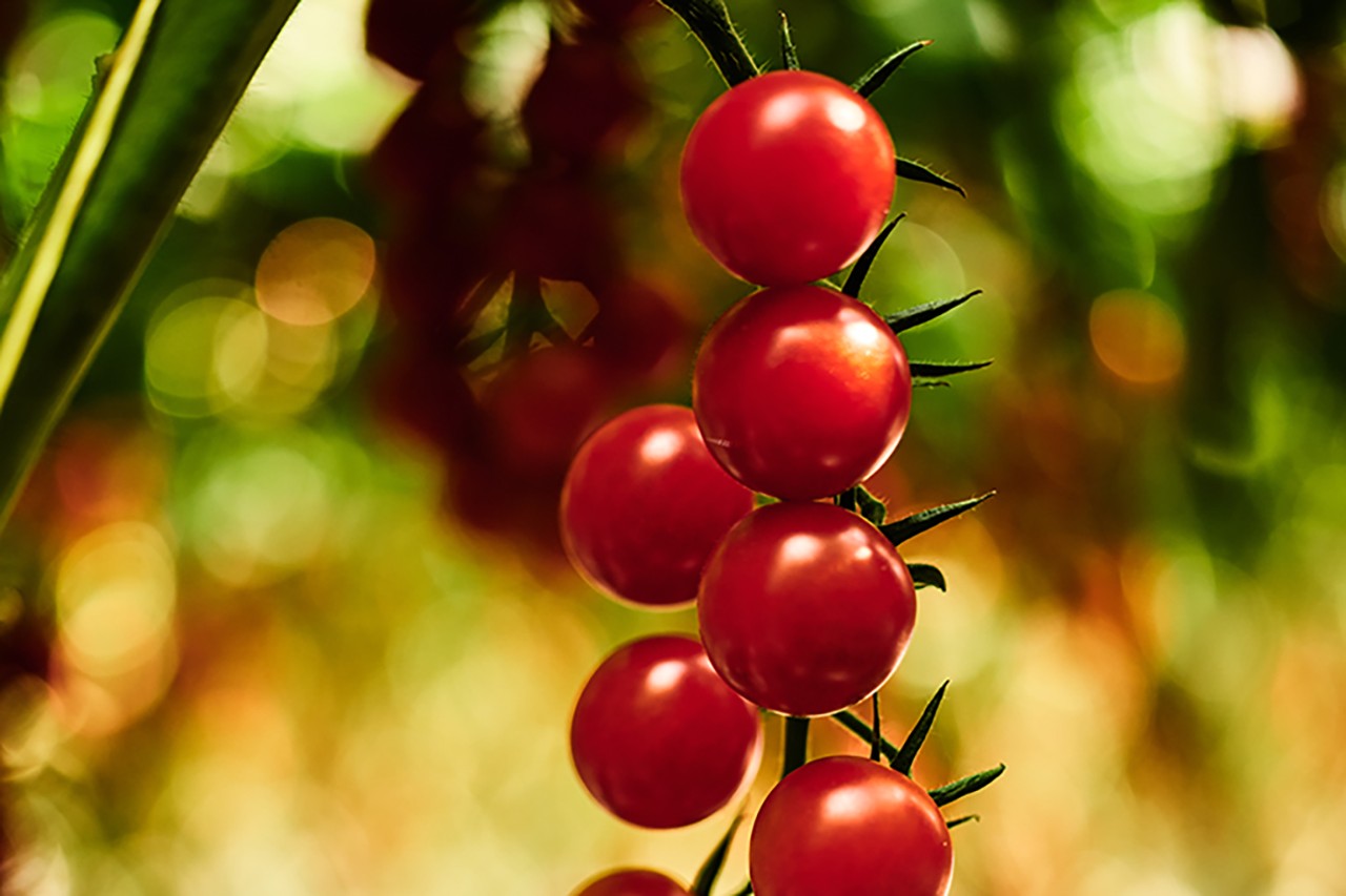 committing-to-sustainable-produce-globally